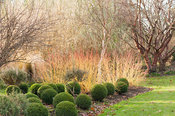Cornus sanguinea 'Midwinter Fire' with box balls, Buxus sempervirens, and a white stemmed birch. Sir Harold Hillier Gardens, Ampfield, Romsey, Hants, UK