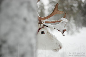 Reindeer behind a tree