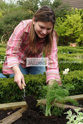Plantation du Fenouil. Personne mettant le terreau. Plantes aromatiques. Jardin MAP