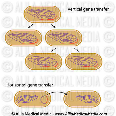 Le transfert de gène horizontal et vertical dans des bactéries