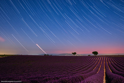 Coucher de Vénus sur les lavandes - Valensole - Alpes Haute Provence