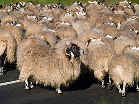 Flock of Blackface sheep.