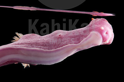Ceratosoma trilobatum