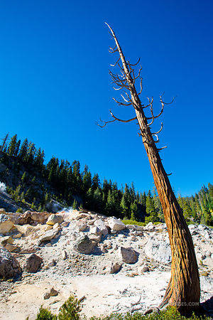 DEAD TREE DEVILS KITCHEN LASSEN VOLCANIC NATIONAL PARK CALIFORNIA