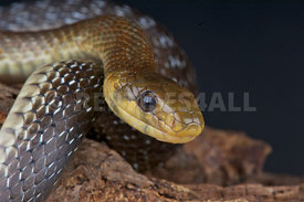 Zamenis longissima, Aesculapian snake, France
