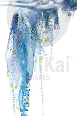 Physalia physalis - Portugese man o' war