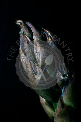 A close up macro photo of an asparagus stalk on a dark background