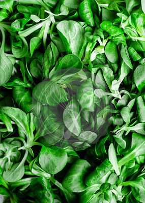 Mache lettuce macro shot (field or lamb's lettuce).