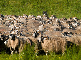 A sheepdog guards a flock of sheep.