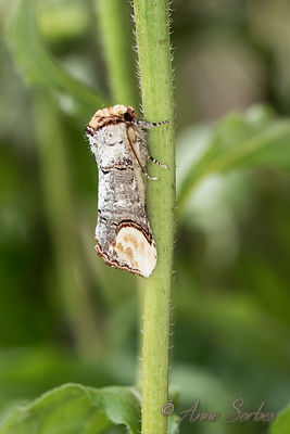 Phalera bucephala