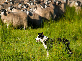 A sheepdog guards a flock of sheep.