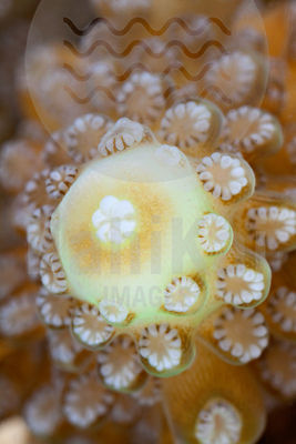 Acropora