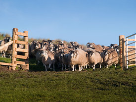 Flock of sheep.