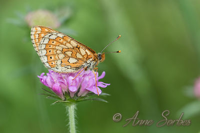 Euphydryas aurinia