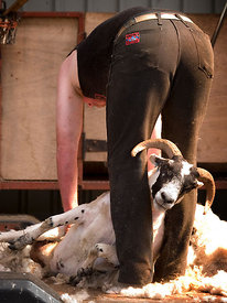 Sheep shearing
