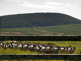 Droving a flock of sheep.