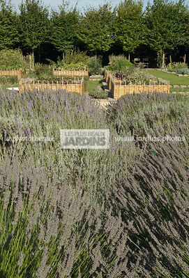 Massif de Lavandula (lavande). Jardin médiéval de Bois Richeux. Eure et Loir