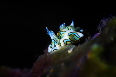 Nudi- Sea lug