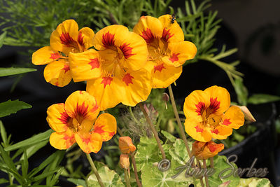 Tropaeolum majus