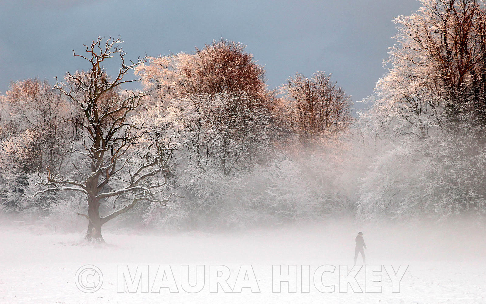 Castletown Estate, Celbridge, Co. Kildare, saturday..09.01.09.Pic. Maura Hickey/086 8541120.
