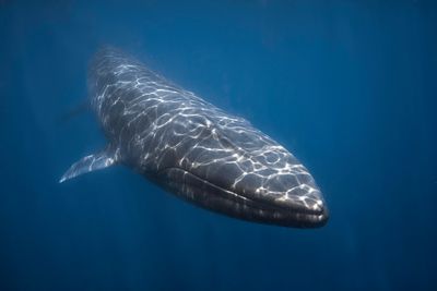 Omura's whale - Nosy Be - madgascar