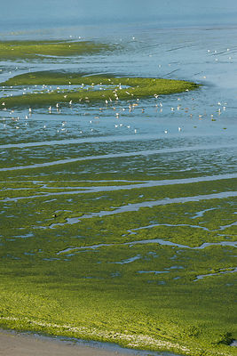 Marée d'algues vertes plage de St-Maurice et à l'embouchure du Gouessant, anse de Morieux, réserve naturelle de la baie de St-Brieuc.