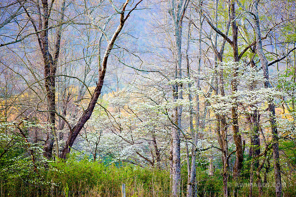 SPRING FOREST CADES COVE SMOKY MOUNTAINS COLOR