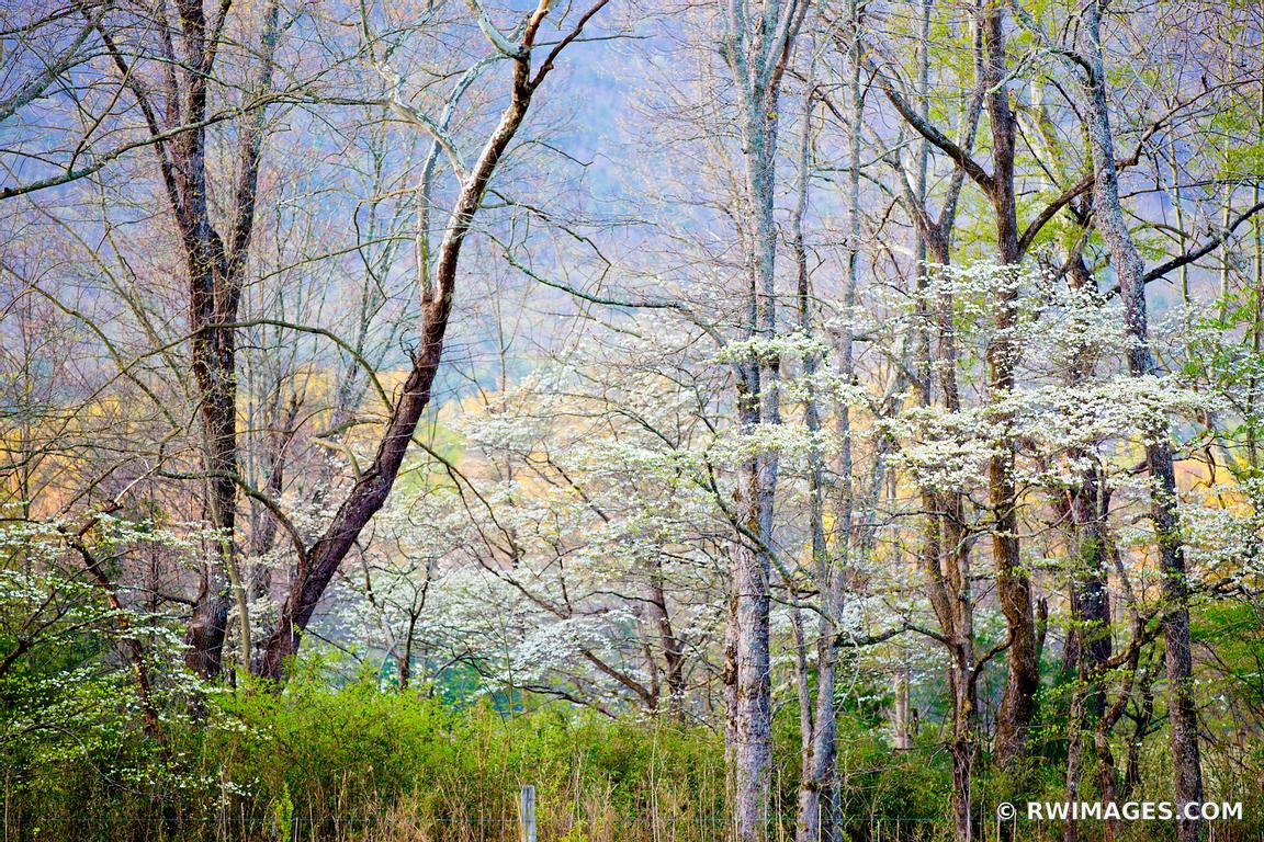 SPRING FOREST CADES COVE SMOKY MOUNTAINS COLOR