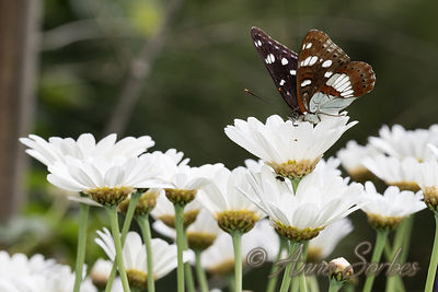 Limenitis reducta
