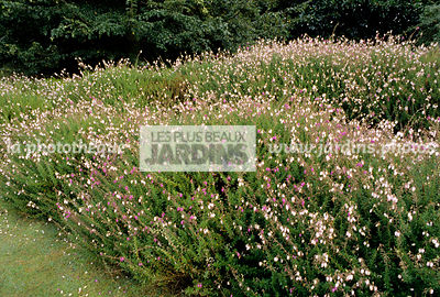 Massif : Daboecia bicolor (Bruyère).