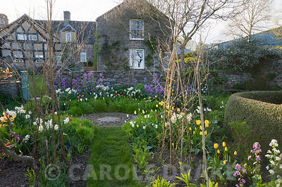 Cutting garden with purple honesty, tulips and Narcissus 'Geranium' surrounding hazel wigwams ready to support sweetpeas. Brilley Court Farm, Whitney-on-Wye, Herefordshire, UK