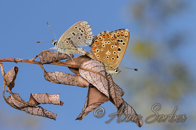 Lysandra bellargus
