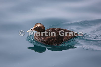 Female Common Eider (Somateria mollissima), Husavik, north Iceland