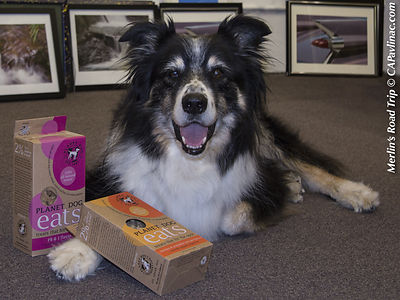 Merlin dispenses Planet Dog treats at the studio