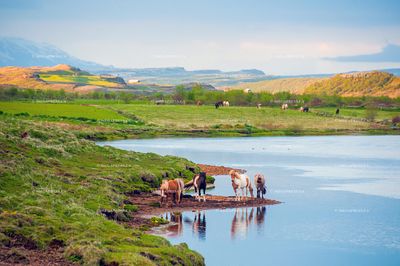 Iceland