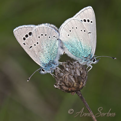 Glaucopsyche alexis