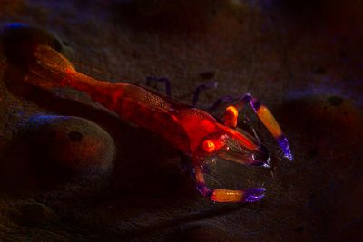 Emperor shrimp of Twilight zone