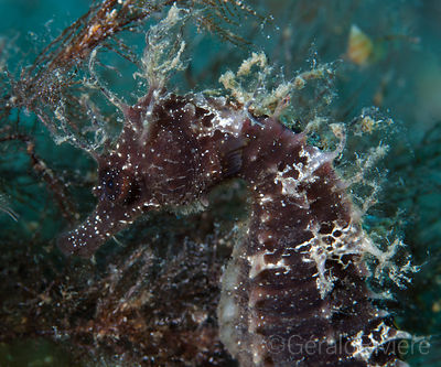 photos sous marines - Hippocampe - Méditerranée - France