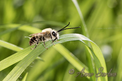 Eucera sp.