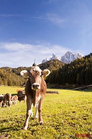 Cow looking at camera in a valley in the italian alps