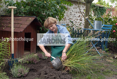Plantation d'un Pennisetum alopecuroide. Personne retirant le pot. Graminée