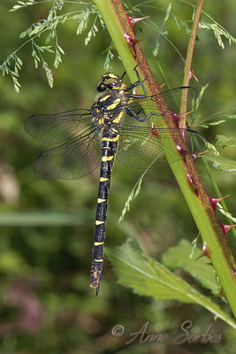 Cordulegaster bidentata