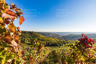 Weinberge, Blick nach Stuttgart-Uhlbach, Stuttgart