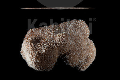 Alveopora cf verriliana