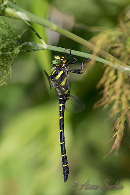 Cordulegaster bidentata