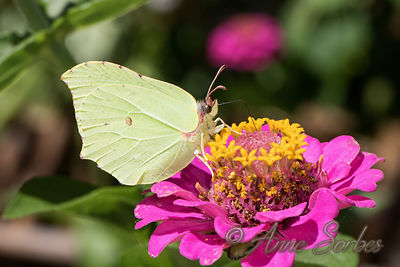 Gonepteryx rhamni