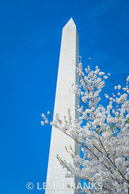 Cherry Blossoms