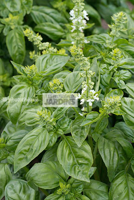 Basilic 'Bavires' (ocimum basilicum). Plante aromatique