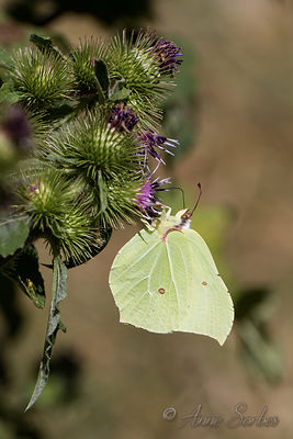 Gonepteryx rhamni