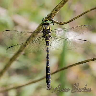 Cordulegaster bidentata